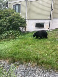 The bears seemed to have a favourite path down to the cove.
