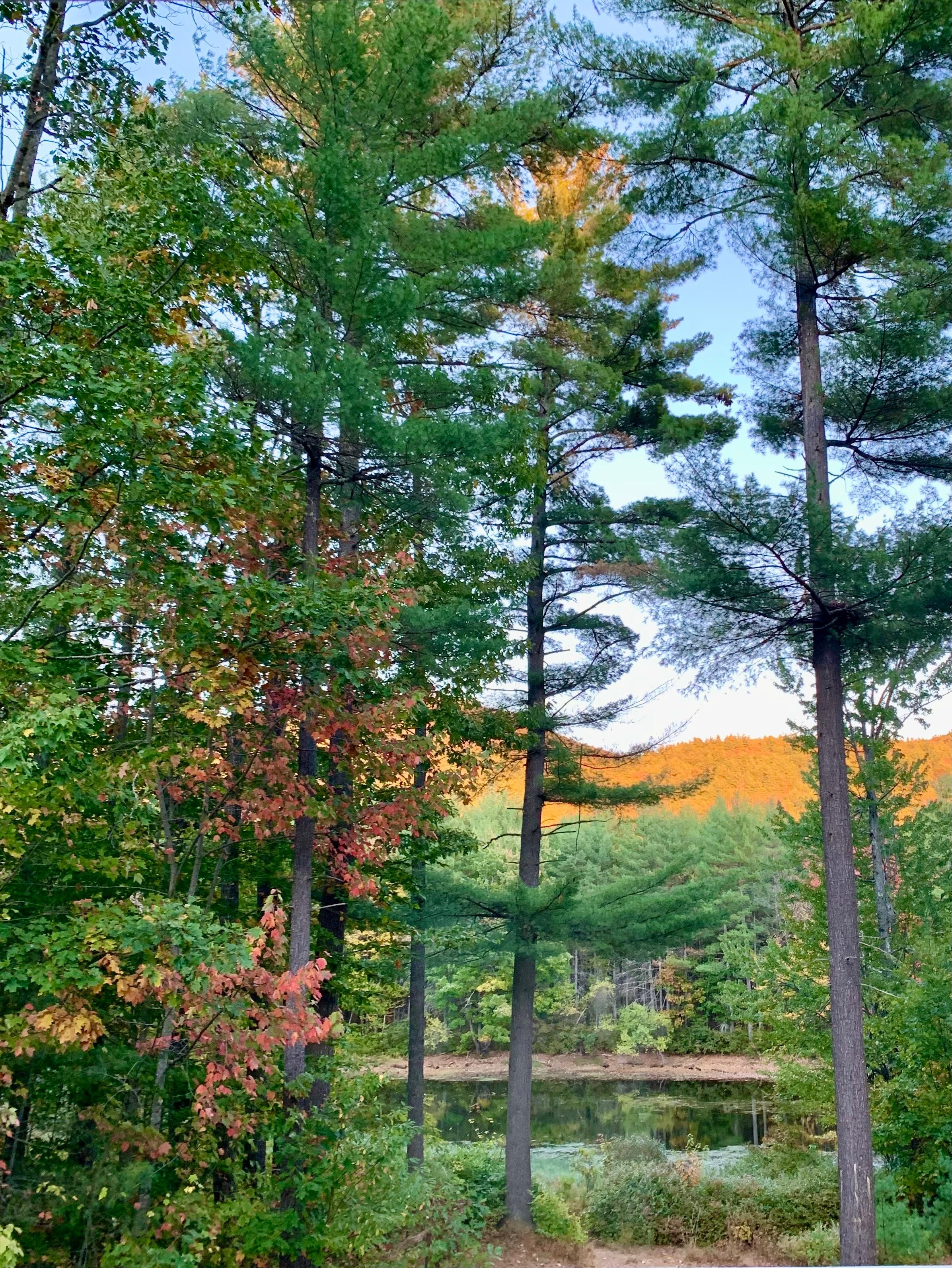 Looking out the back slider of the home. 