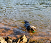 Our Aussiedoodle loves to swim in the lake