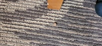pet kibble; not vacuumed