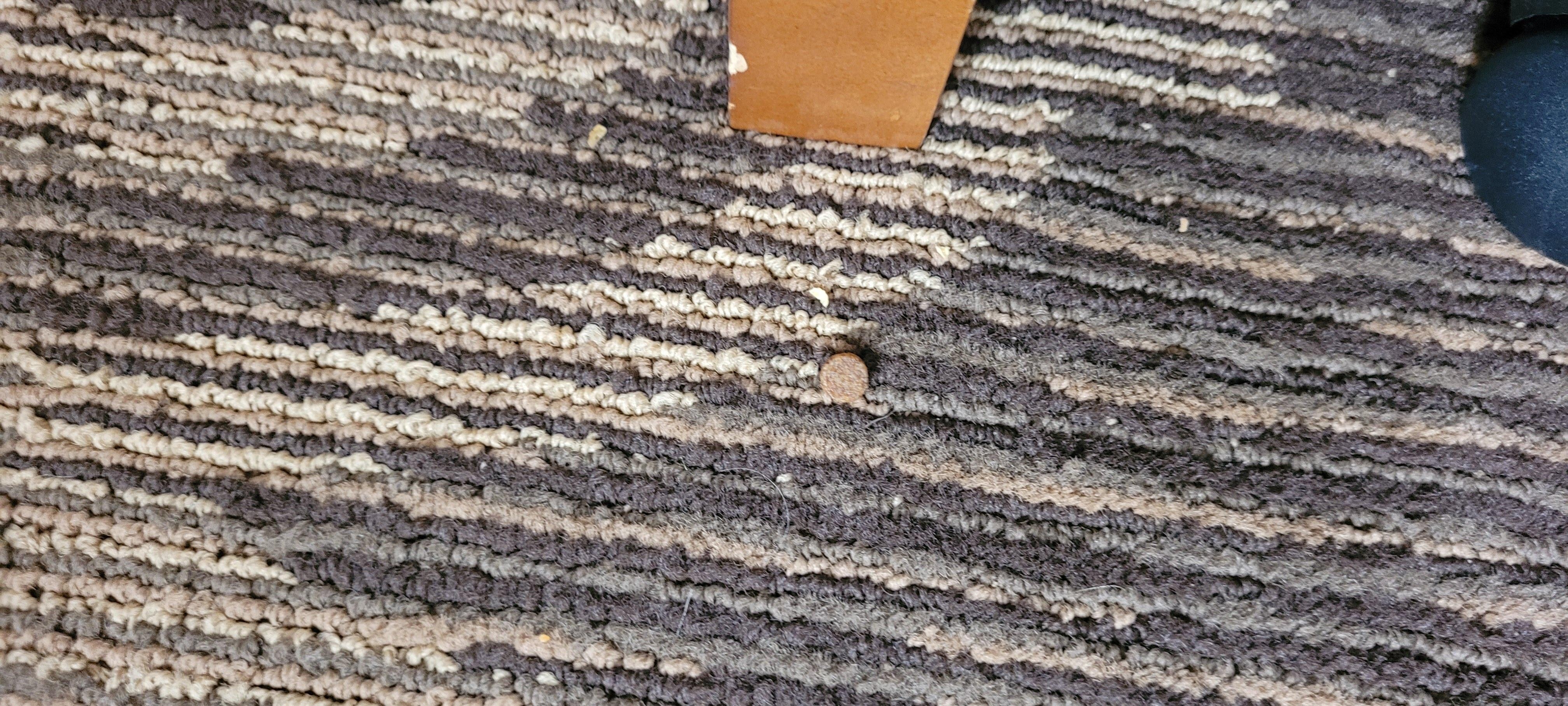 pet kibble; not vacuumed