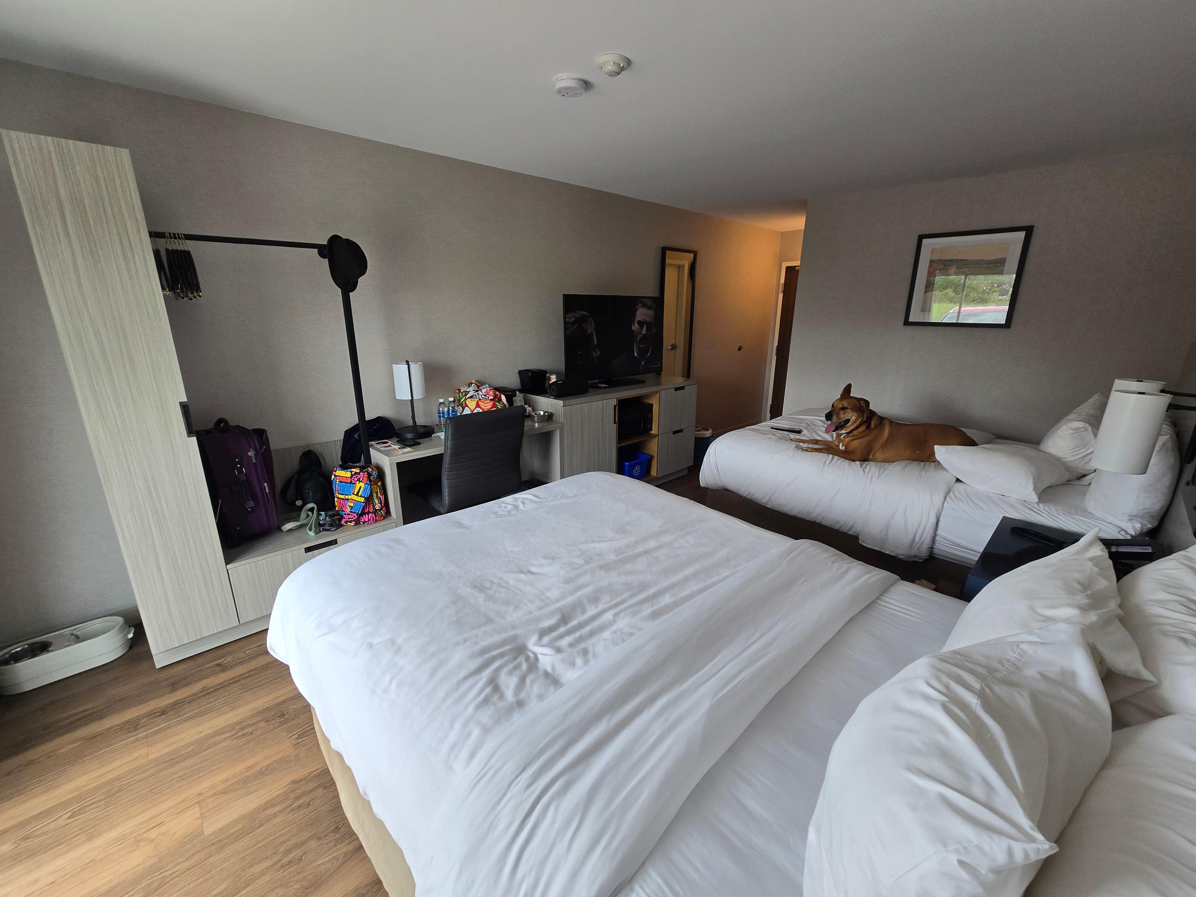 Pet friendly rooms !