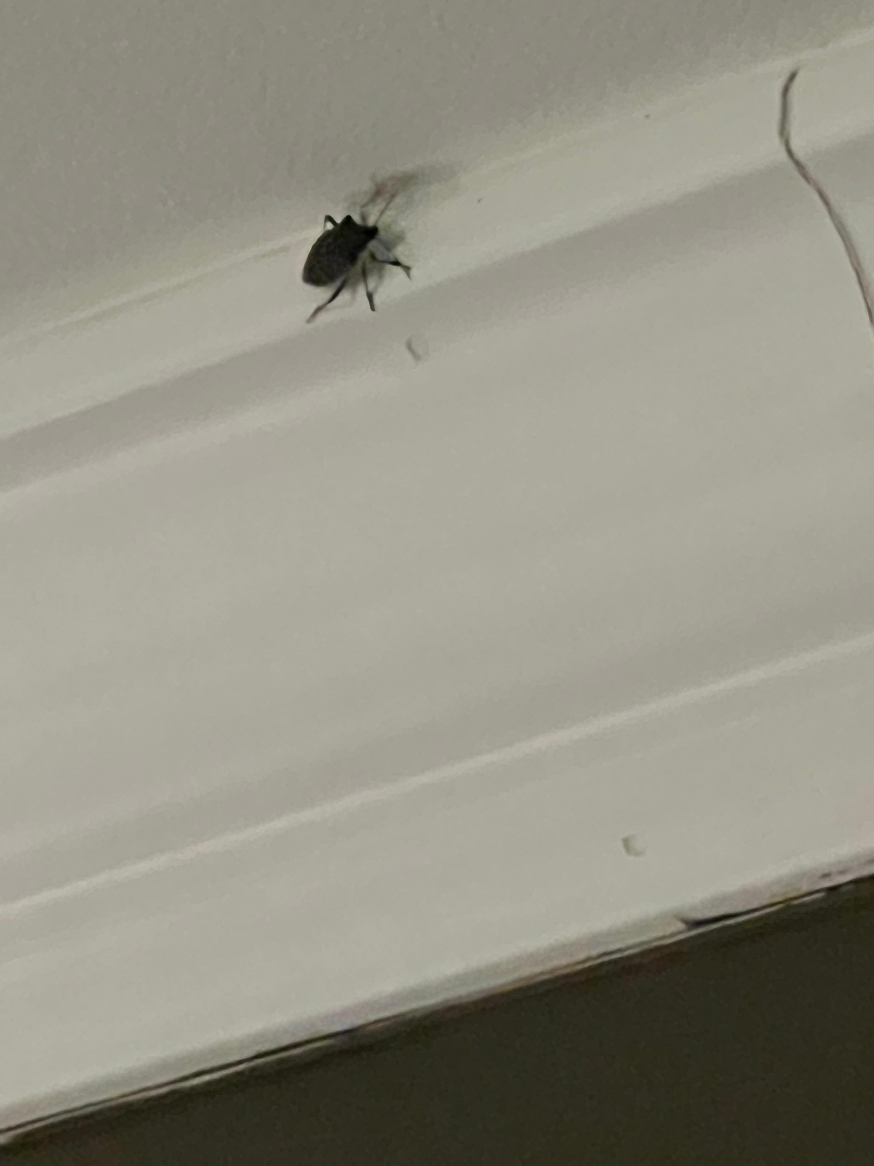 Beetle in room when we arrived. 