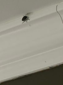 Beetle in room when we arrived.