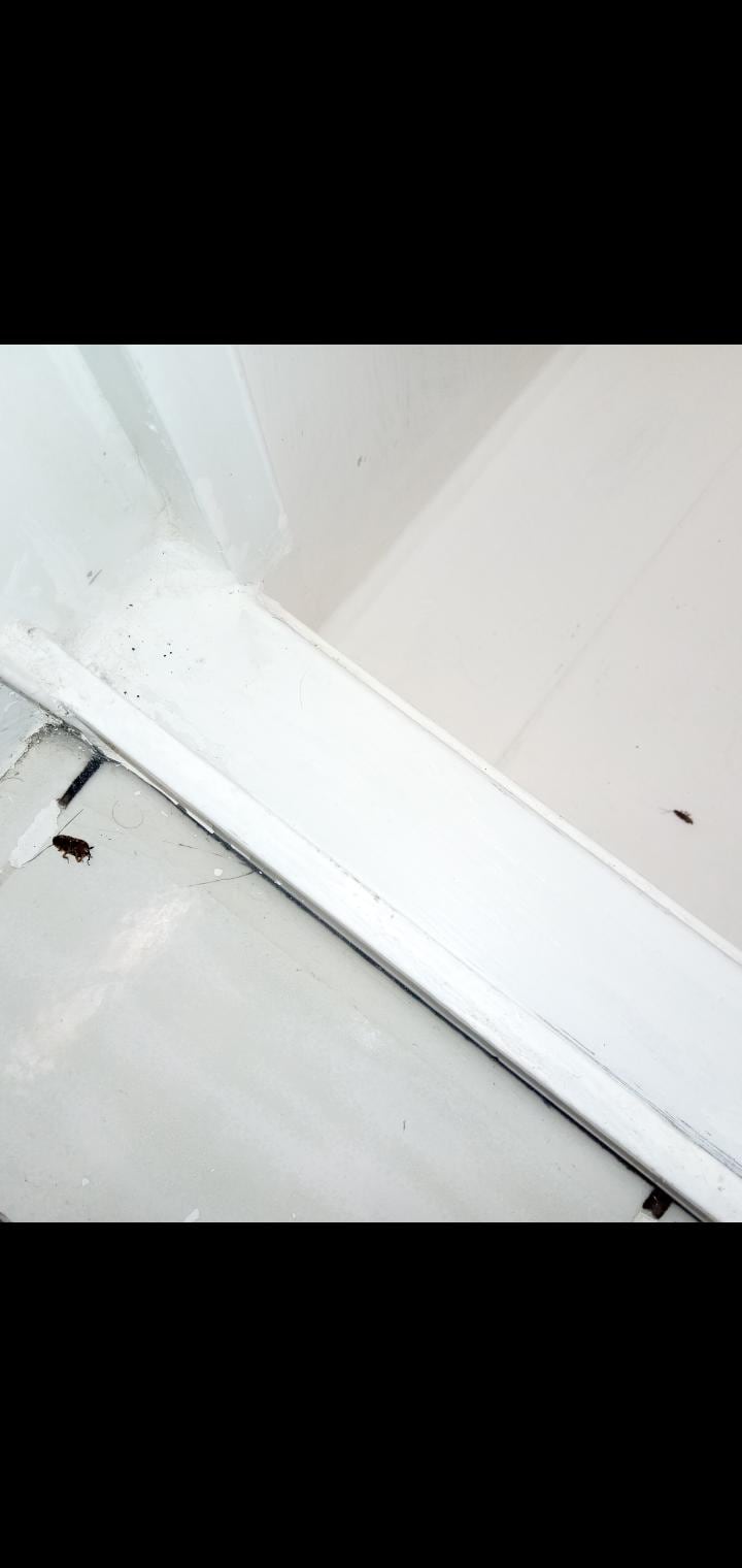 COCKROACHES IN SHOWER & BATHROOM