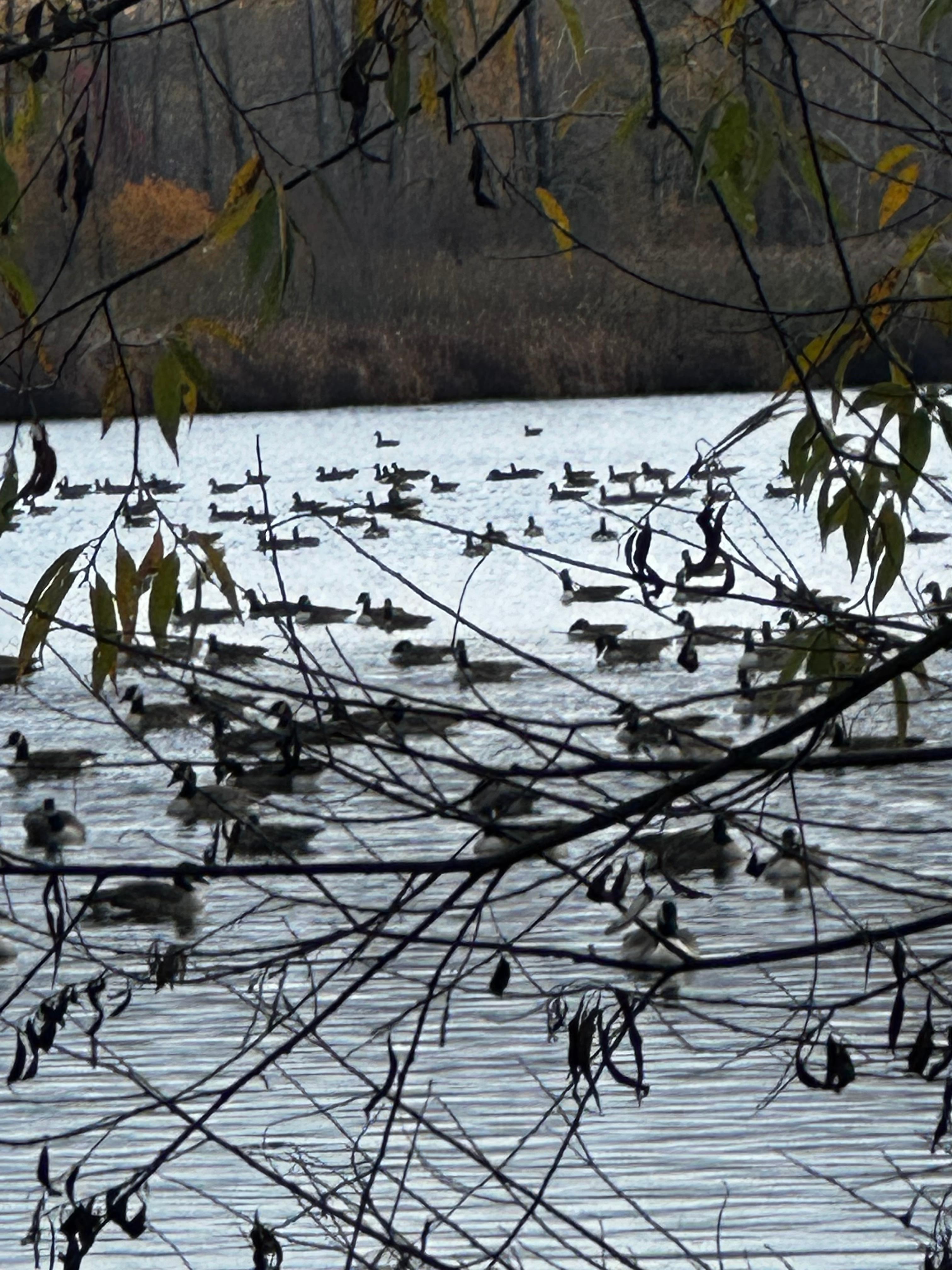 L’étang Burbank a visité (15minutes en auto)