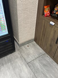Cockroach in market area