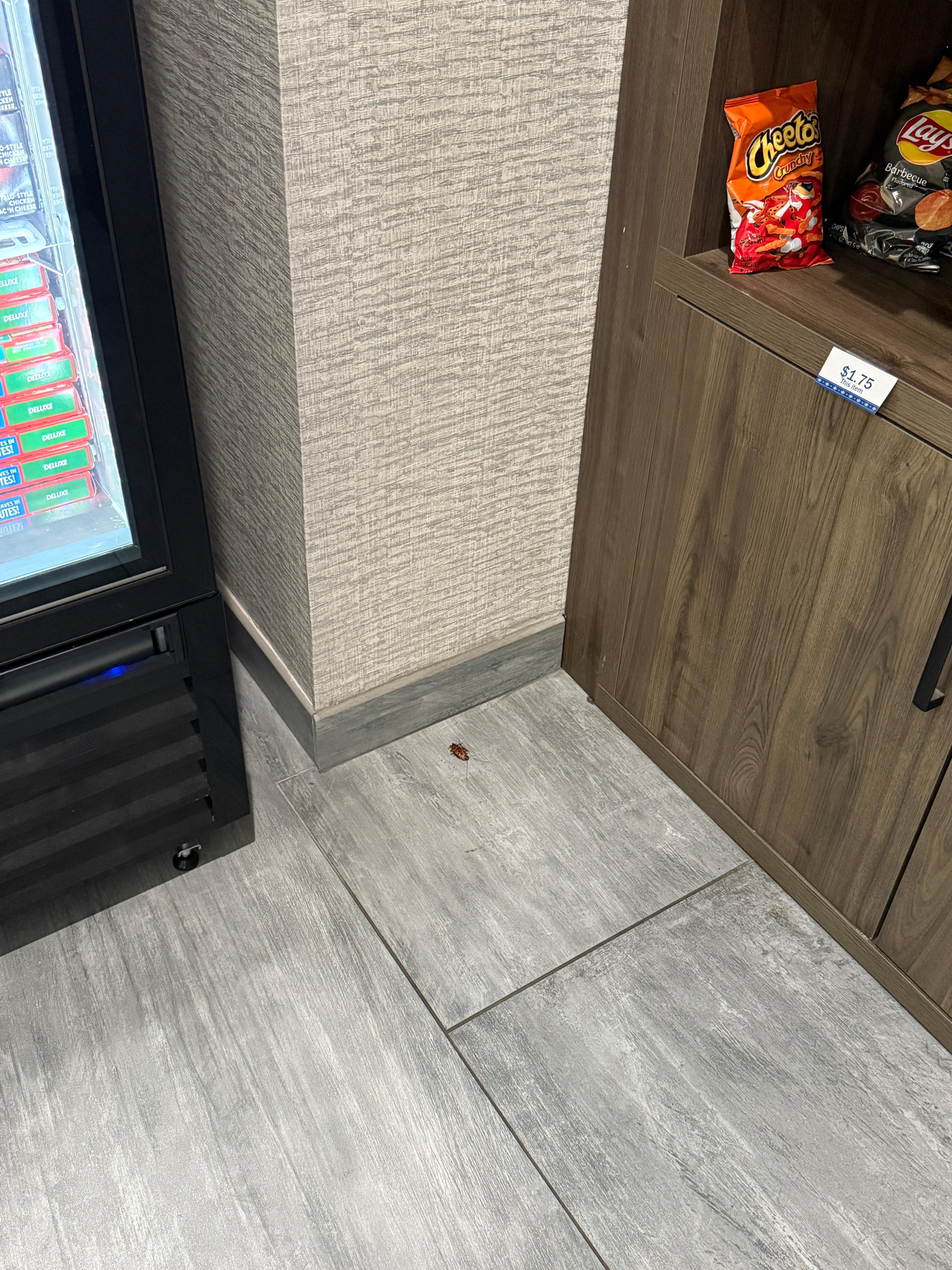 Cockroach in market area