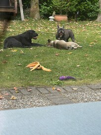 Eingezäunter Garten bzw. Grundstück. Unseren Hunden hat es gefallen.
