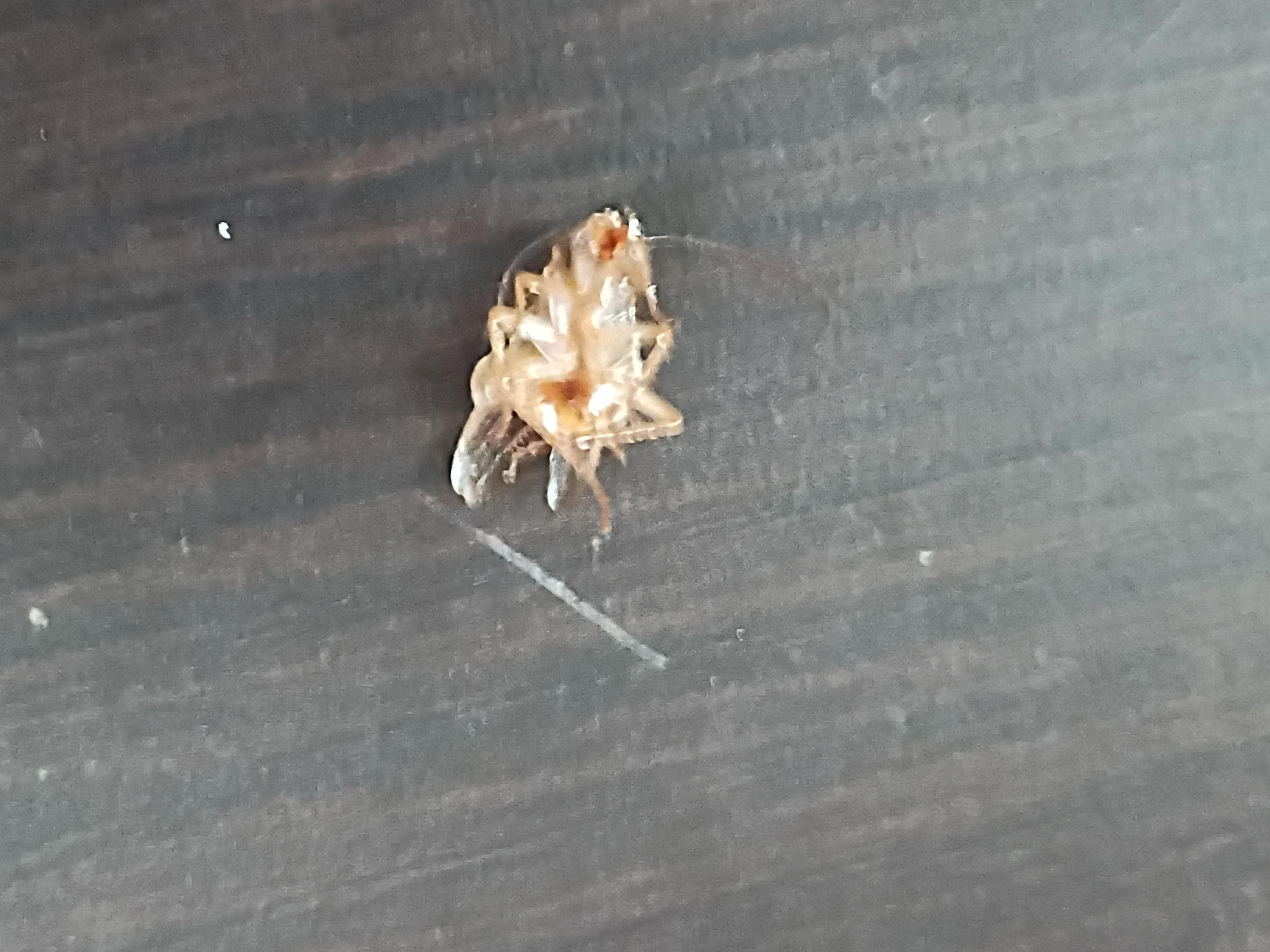 Roaches I killed in our first room 