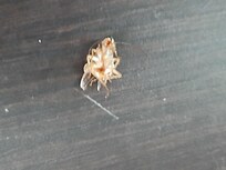 Roaches I killed in our first room