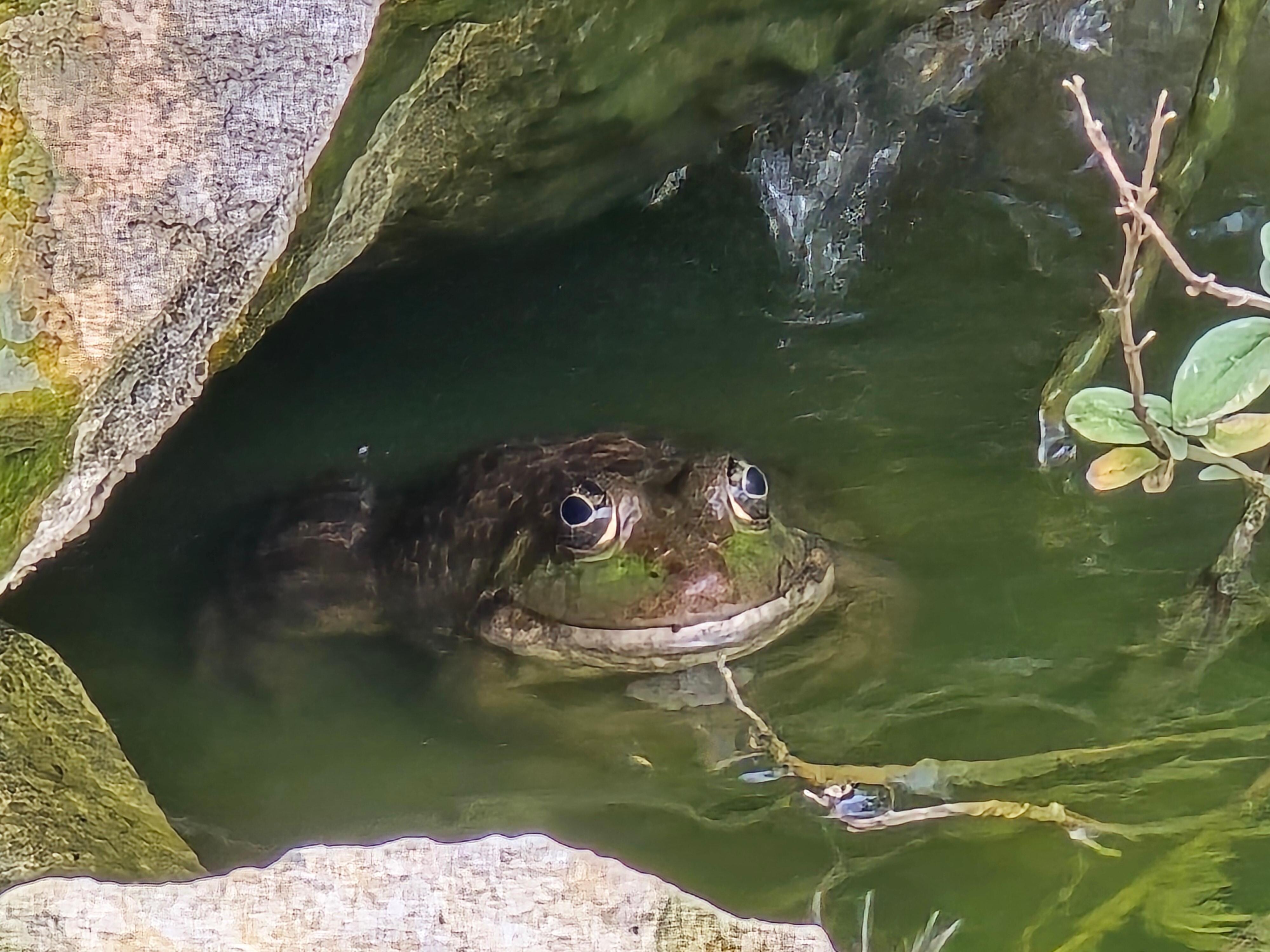 Frog