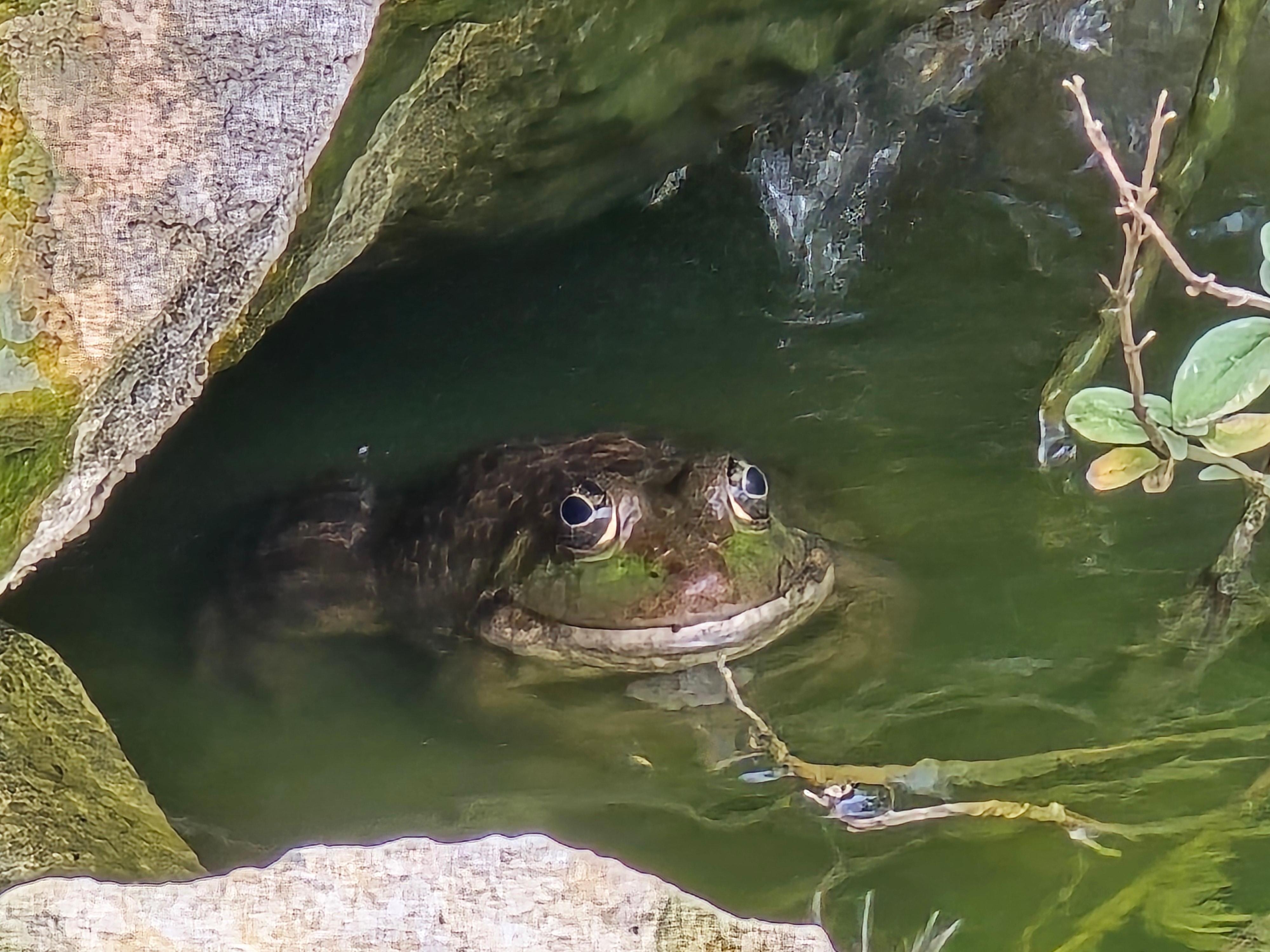 Frog