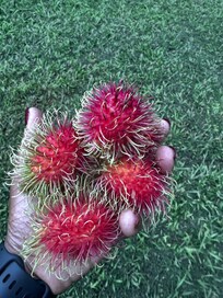 Rambutan