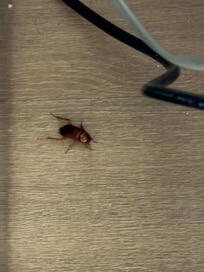 Cockroach 1