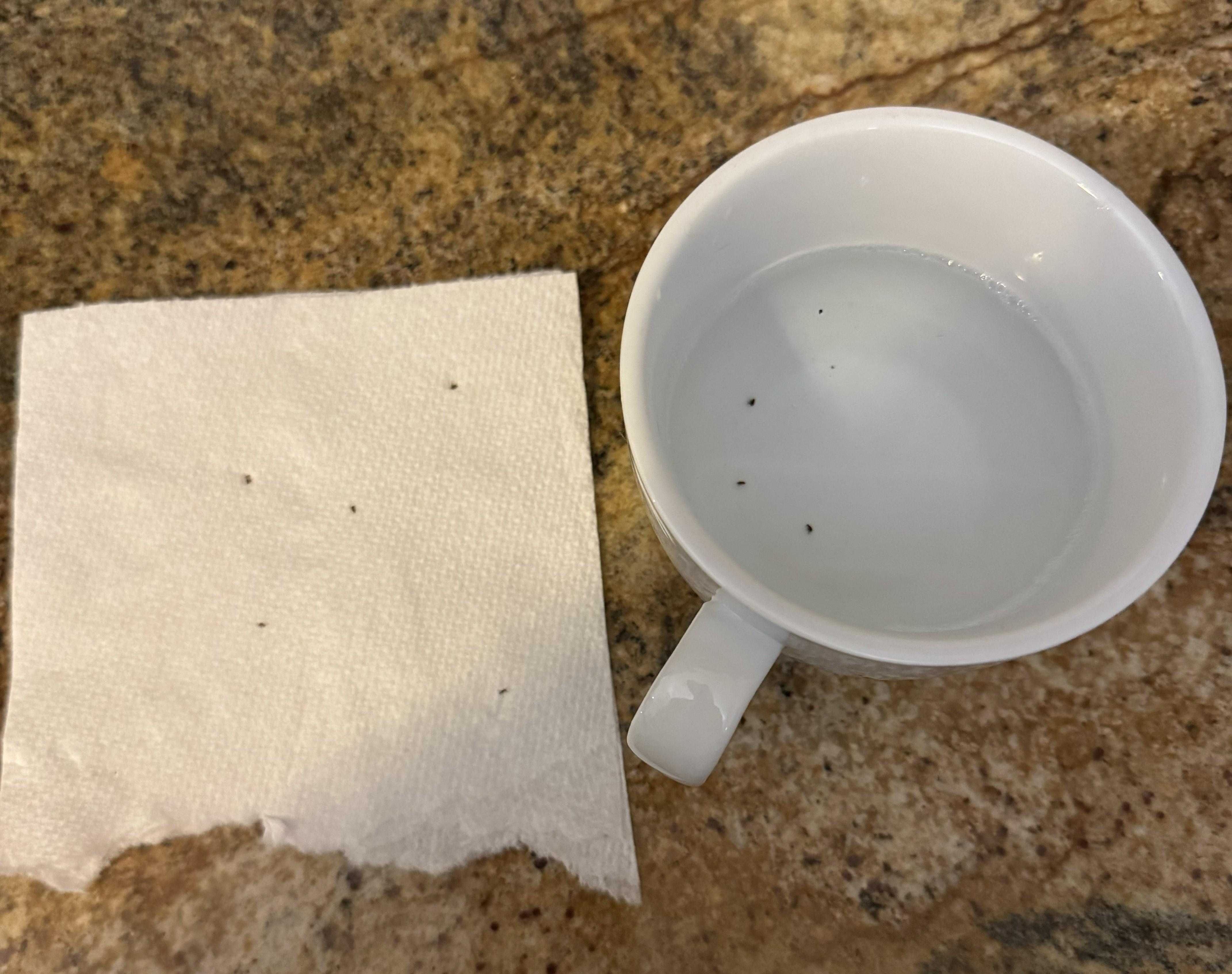 Just some of the fleas we caught and killed