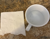 Just some of the fleas we caught and killed