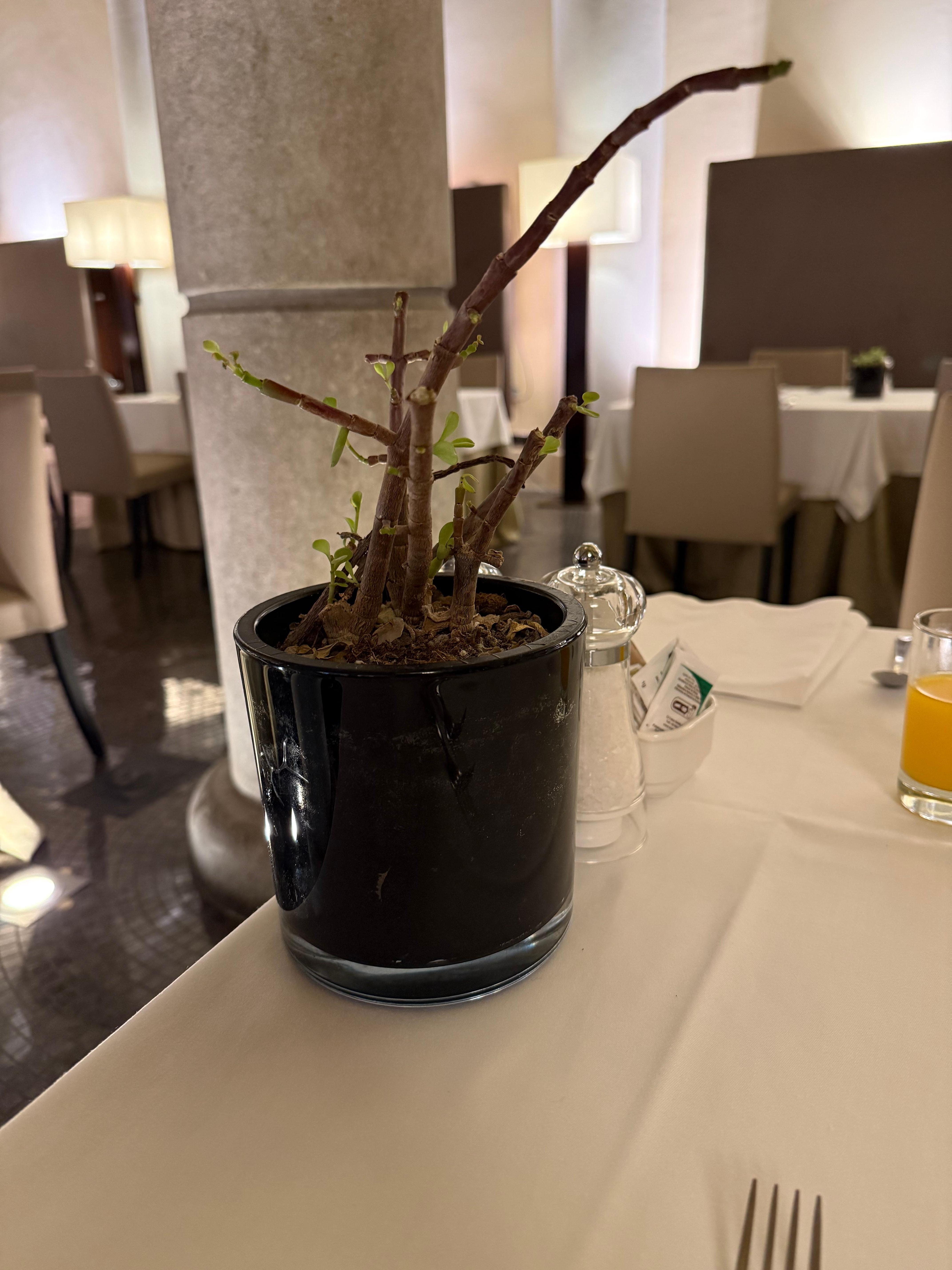 „Deko“ auf dem Frühstückstisch - hatte sicher schon bessere Zeiten…