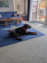 Fur baby loves it here