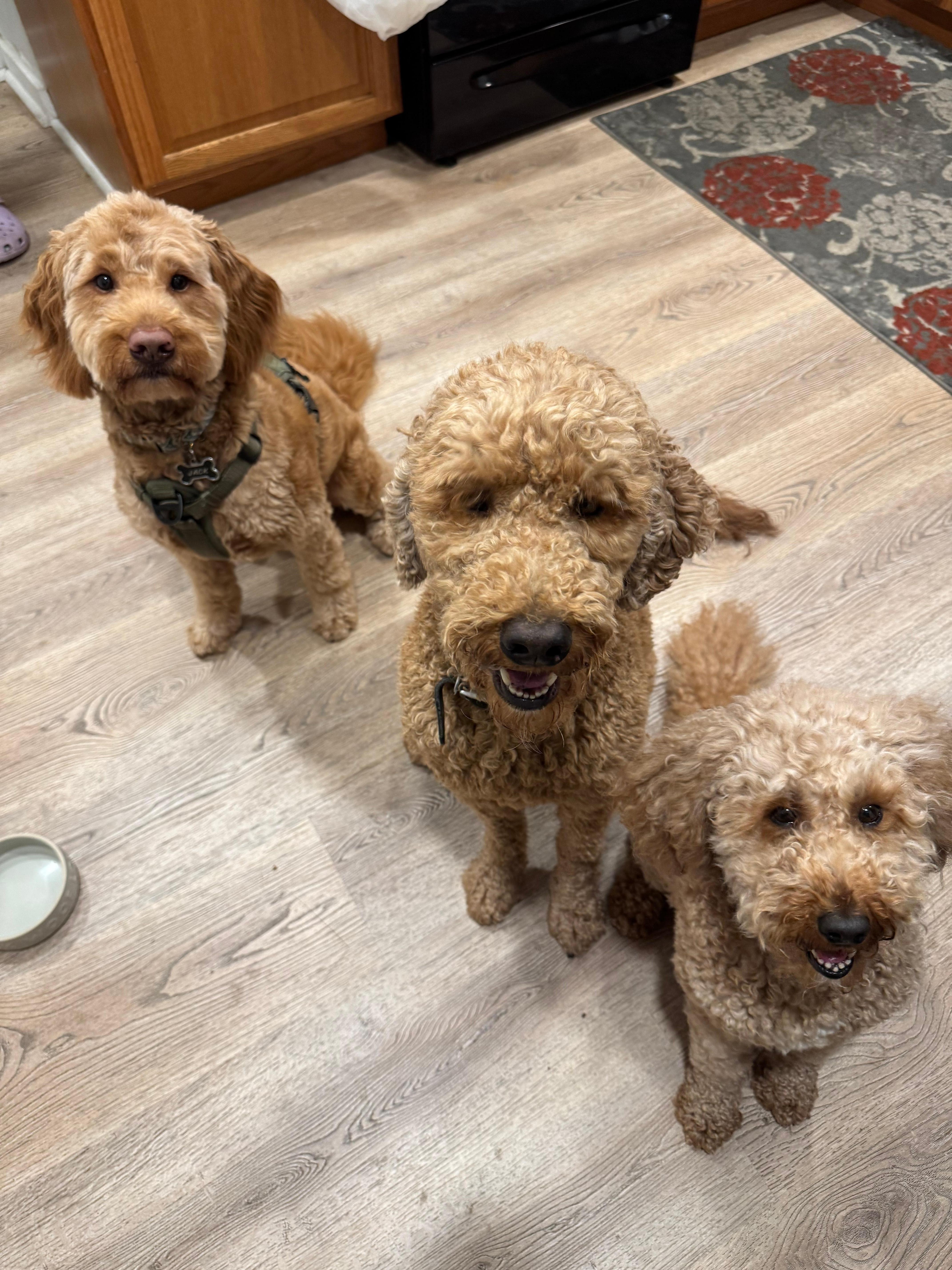 Our two dogs had a visit from their nephew who lives on the Mount ! (R-L Gwen, Duncan, & Jack)