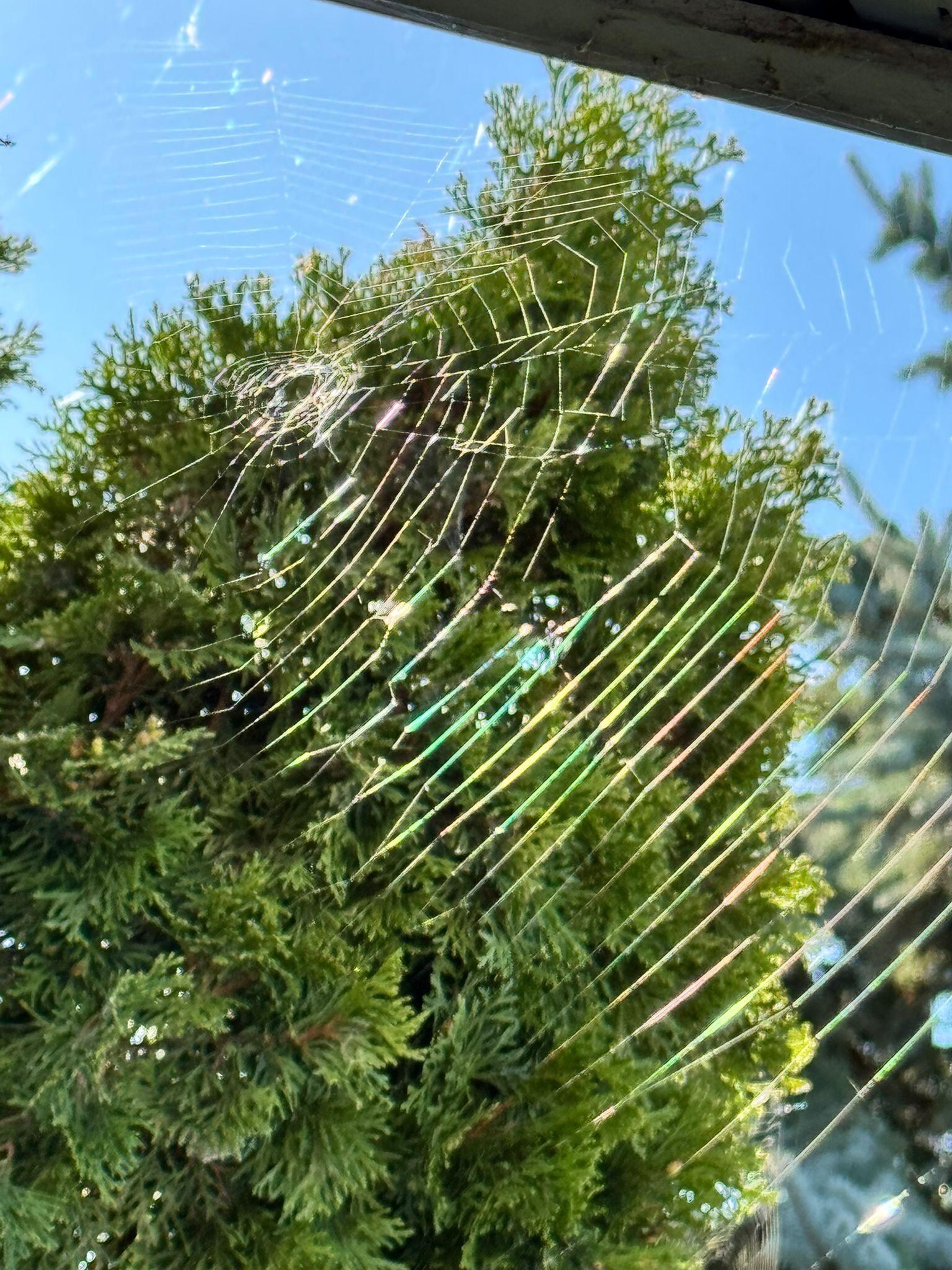 Spider webs on front porch