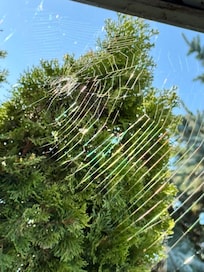 Spider webs on front porch