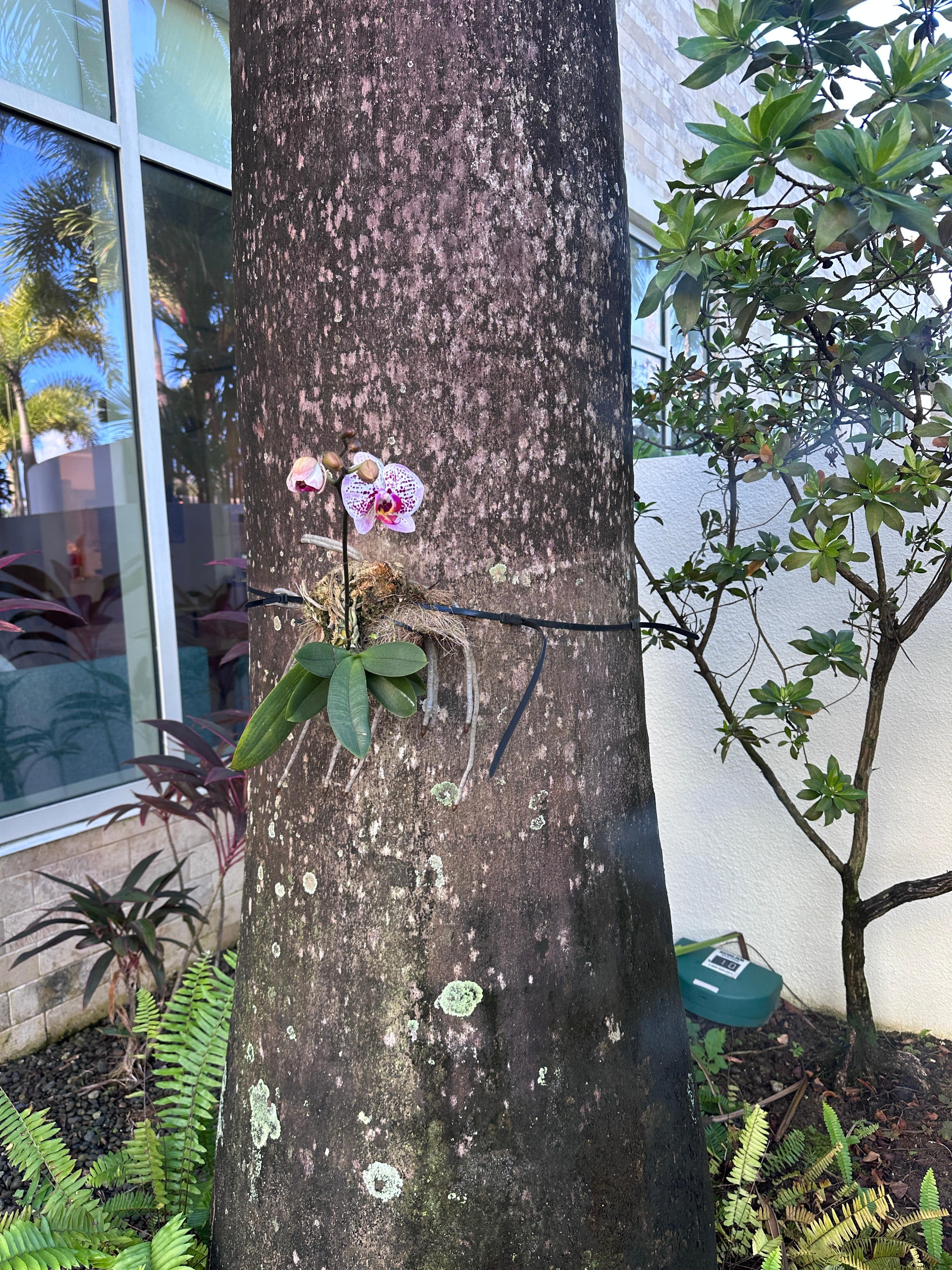 And Orchid grafted to a palm tree