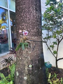 And Orchid grafted to a palm tree