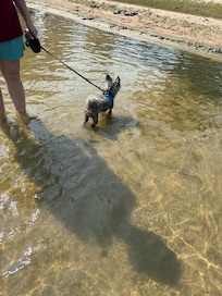 Nice and shallow. Dogs loved it!