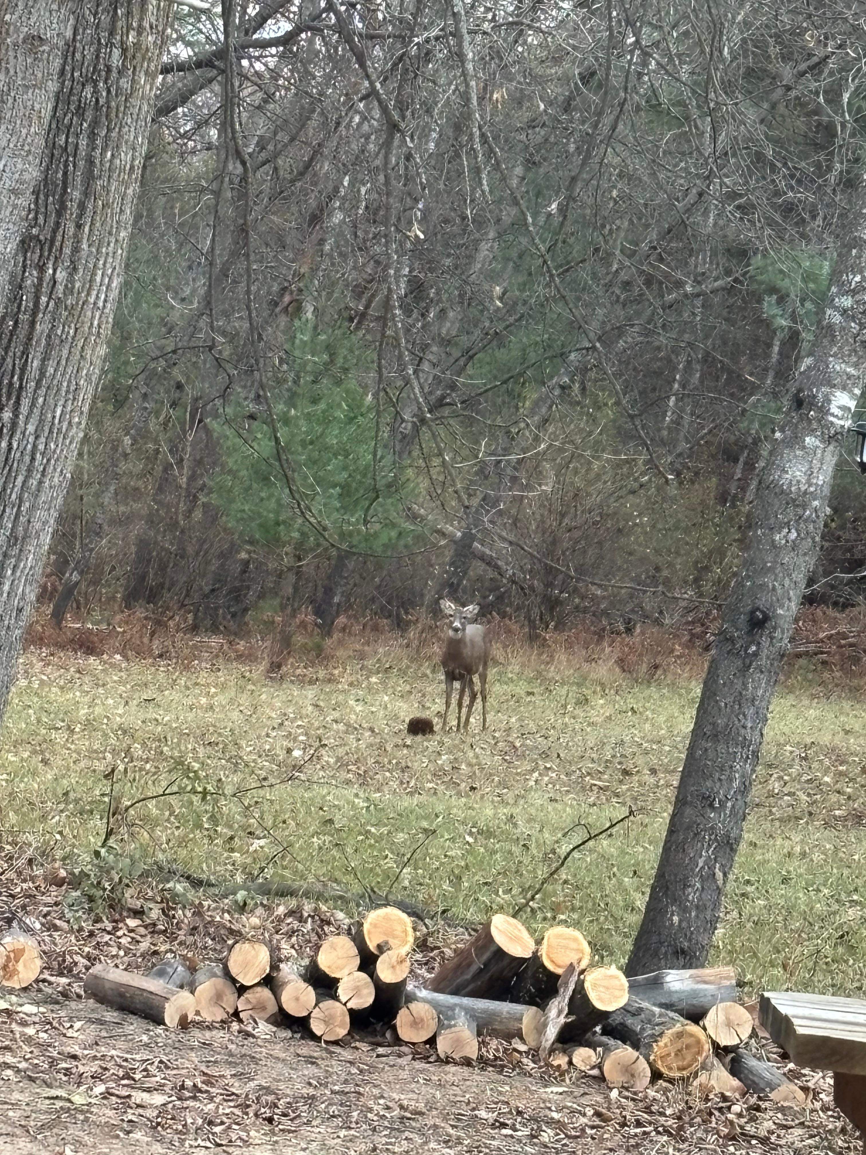 Plenty of wildlife, saw lots of turkeys and a few furry friends. 