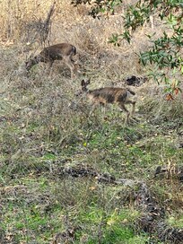 Deer seen from patio