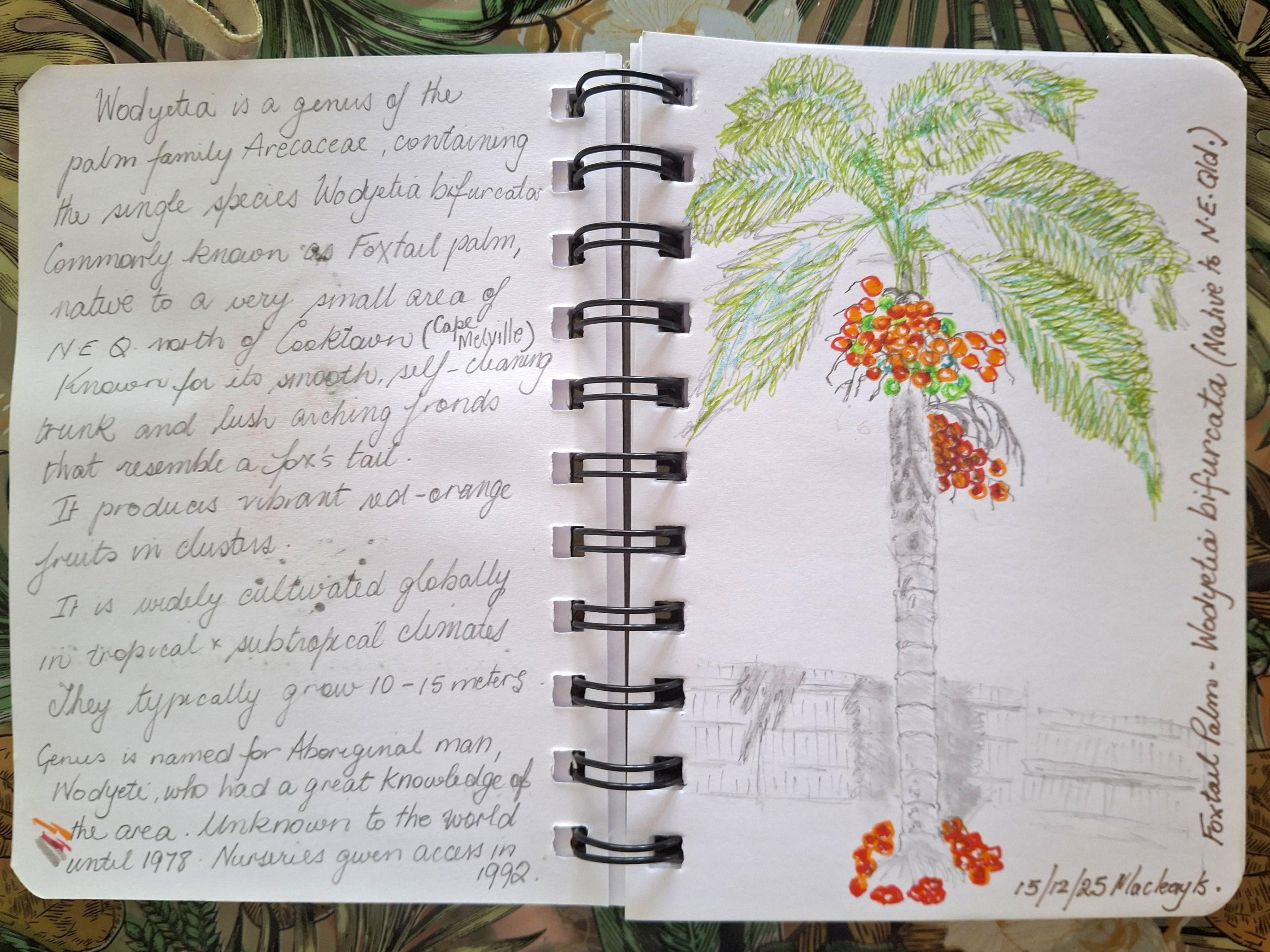 Lovely Foxtail Palm in the garden