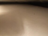 Bed bug under mattress