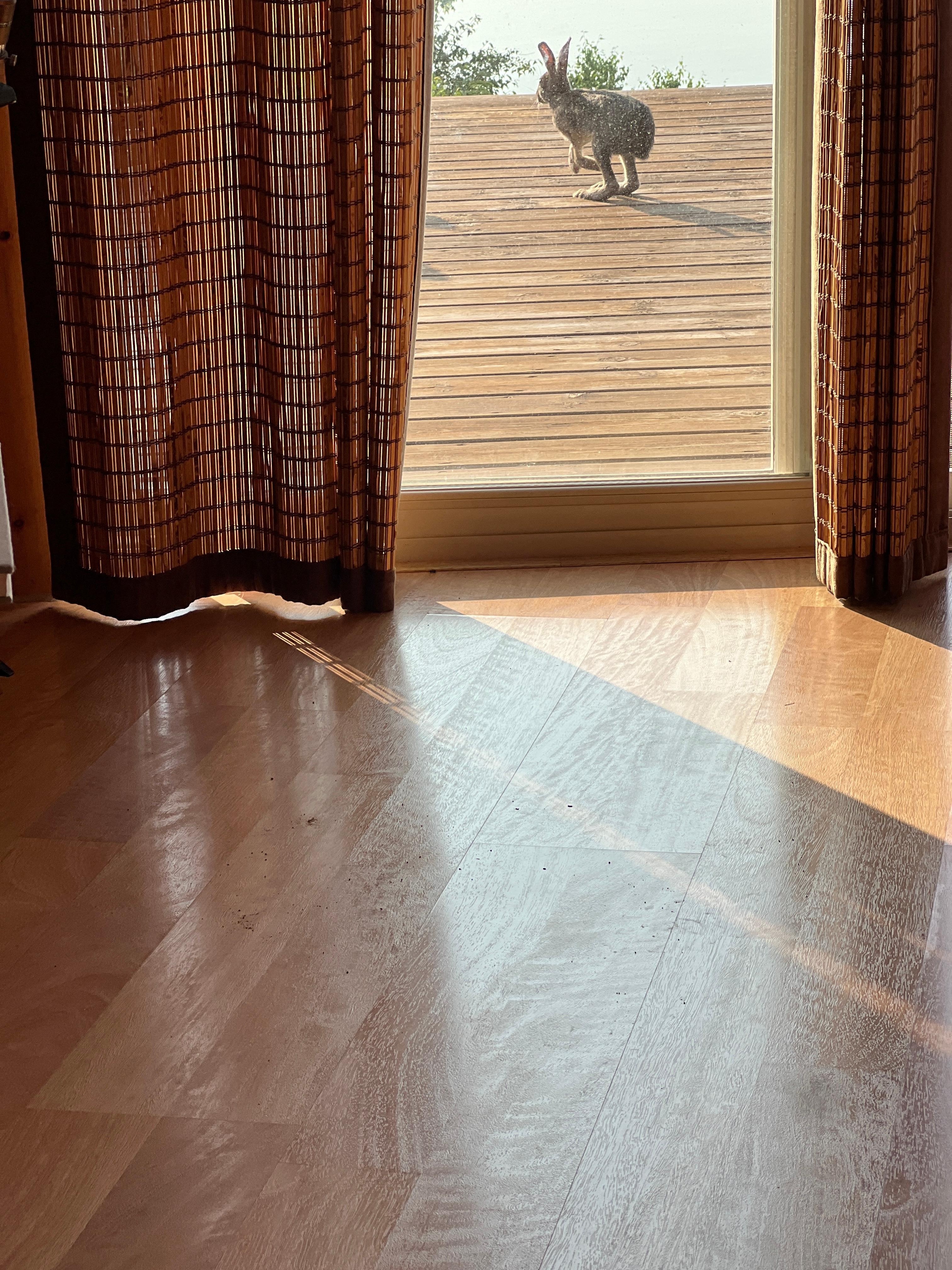 Snowshoe hare visits between 7:30-8am.