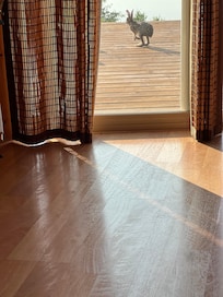 Snowshoe hare visits between 7:30-8am.