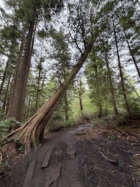 Cape Flattery