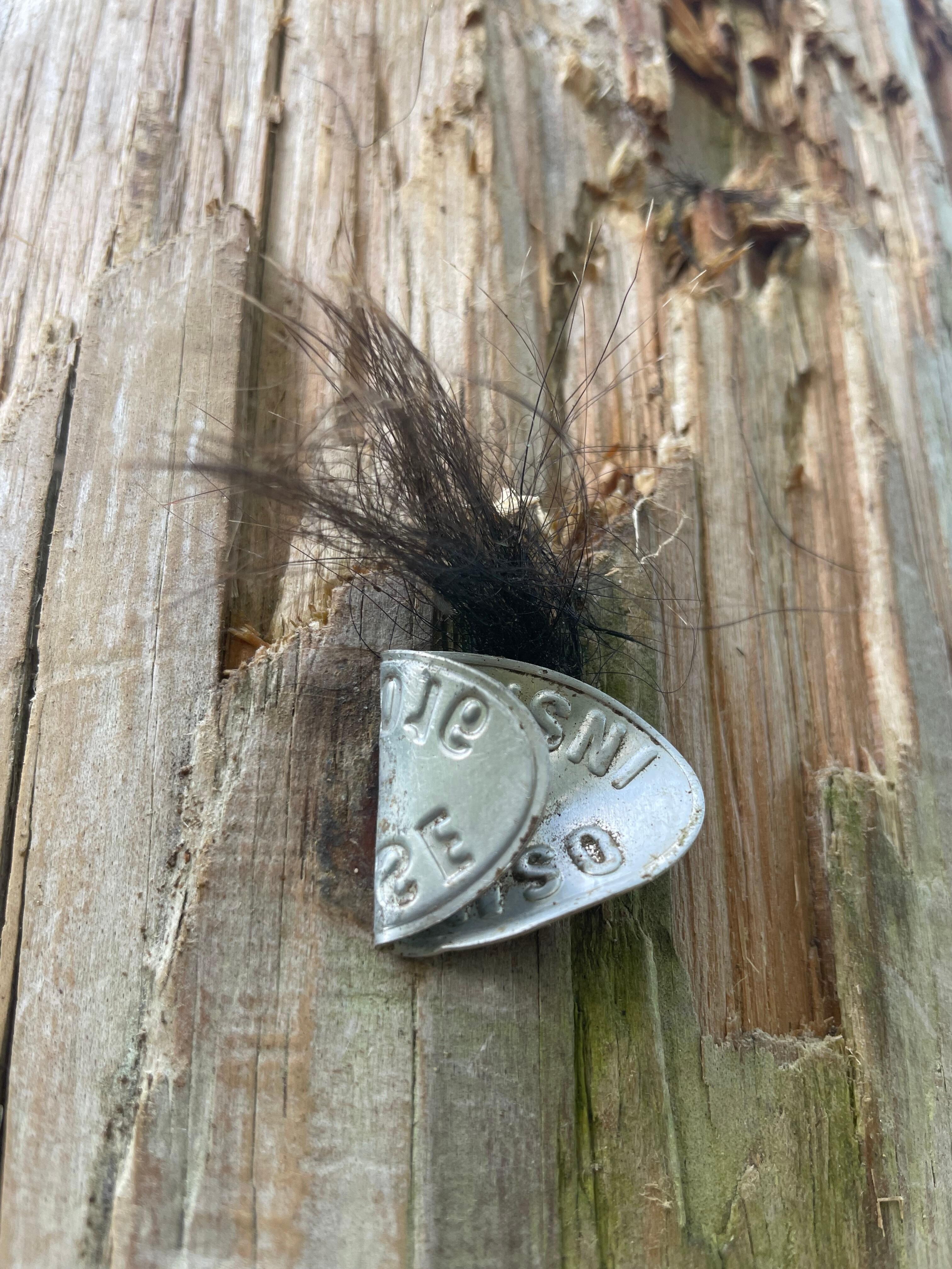Bears have been climbing the power poles