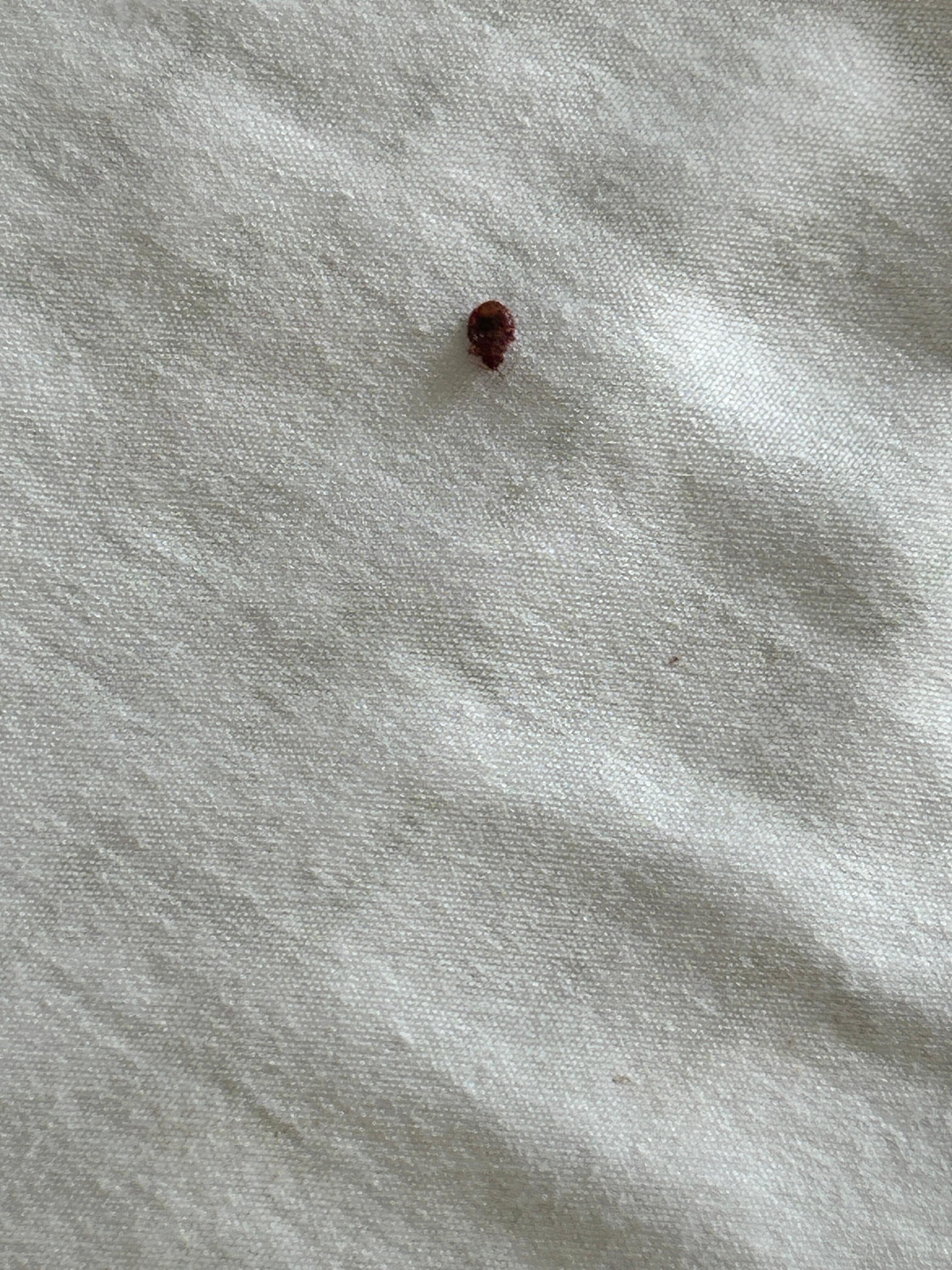Living bed bug. 