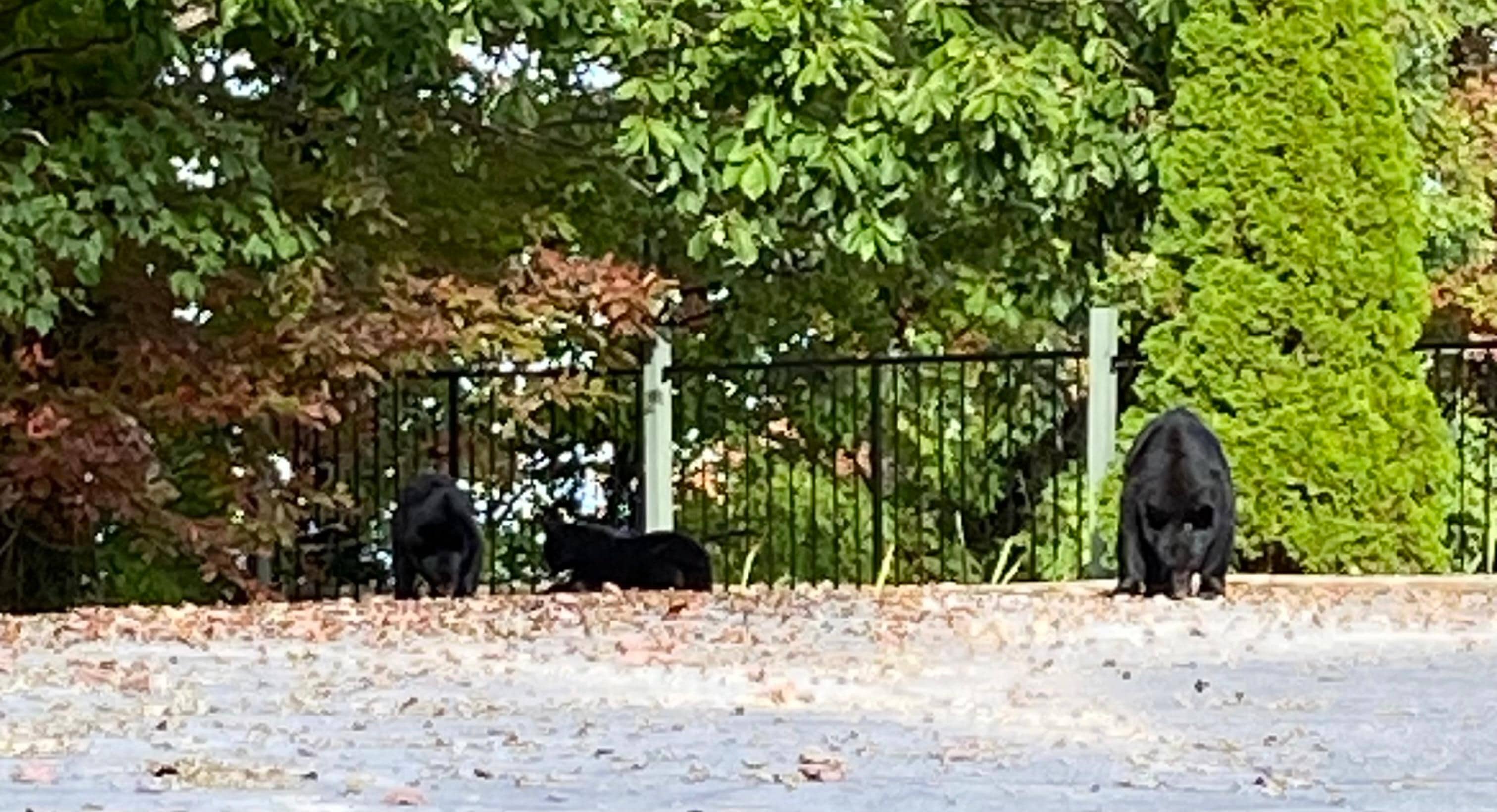 Bears at the pool house beside the condo