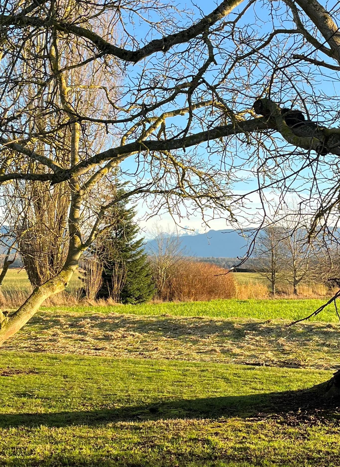 A view of Mt. Baker  from the cottage. 