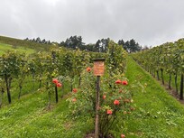 Nearby Schnapps trail