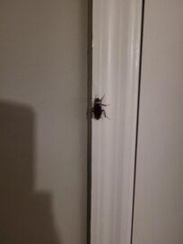 An image of 1 of many roaches