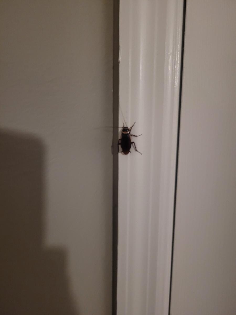 An image of 1 of many roaches