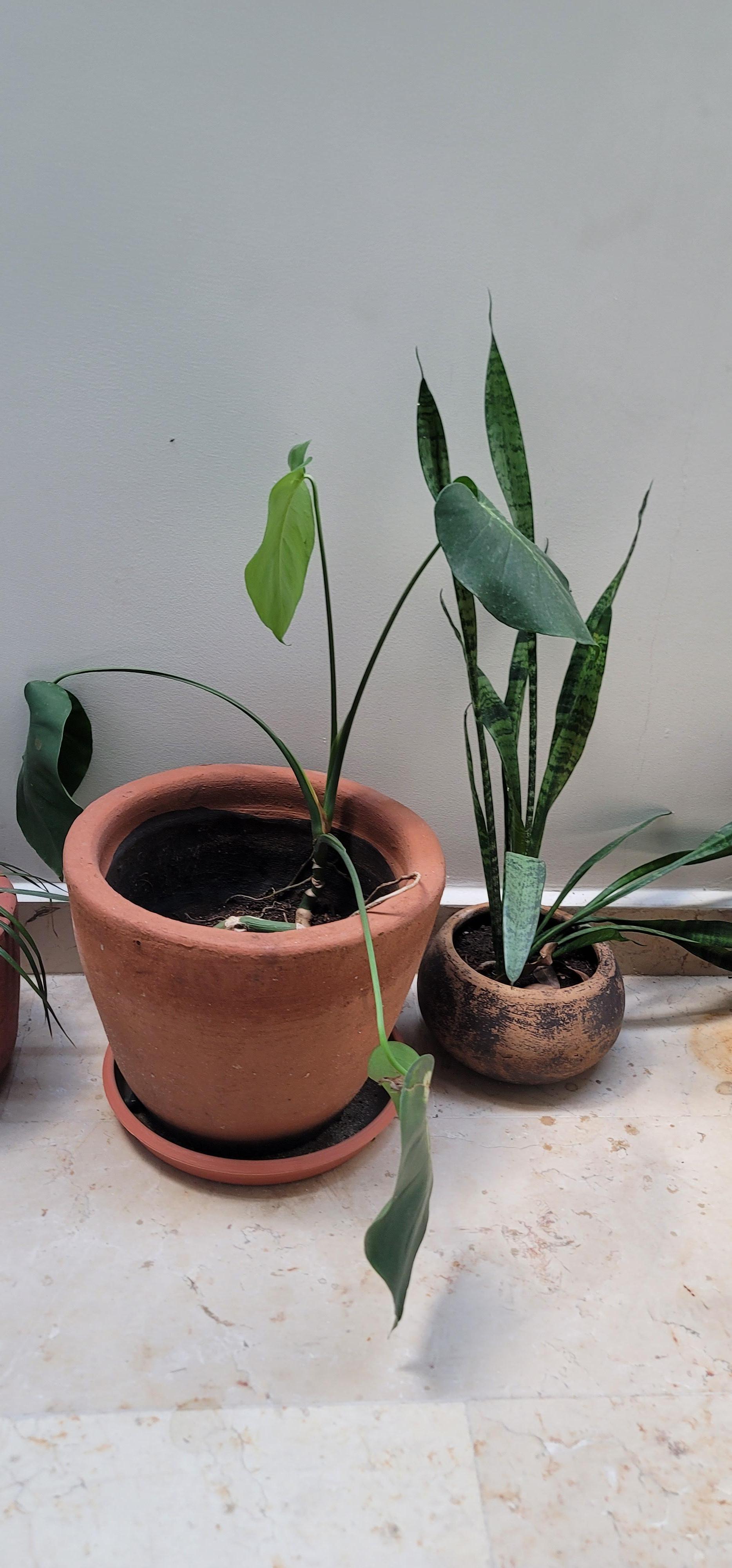 More of our view. A white wall with dying plants . Lol. 