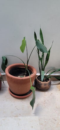 More of our view. A white wall with dying plants . Lol.