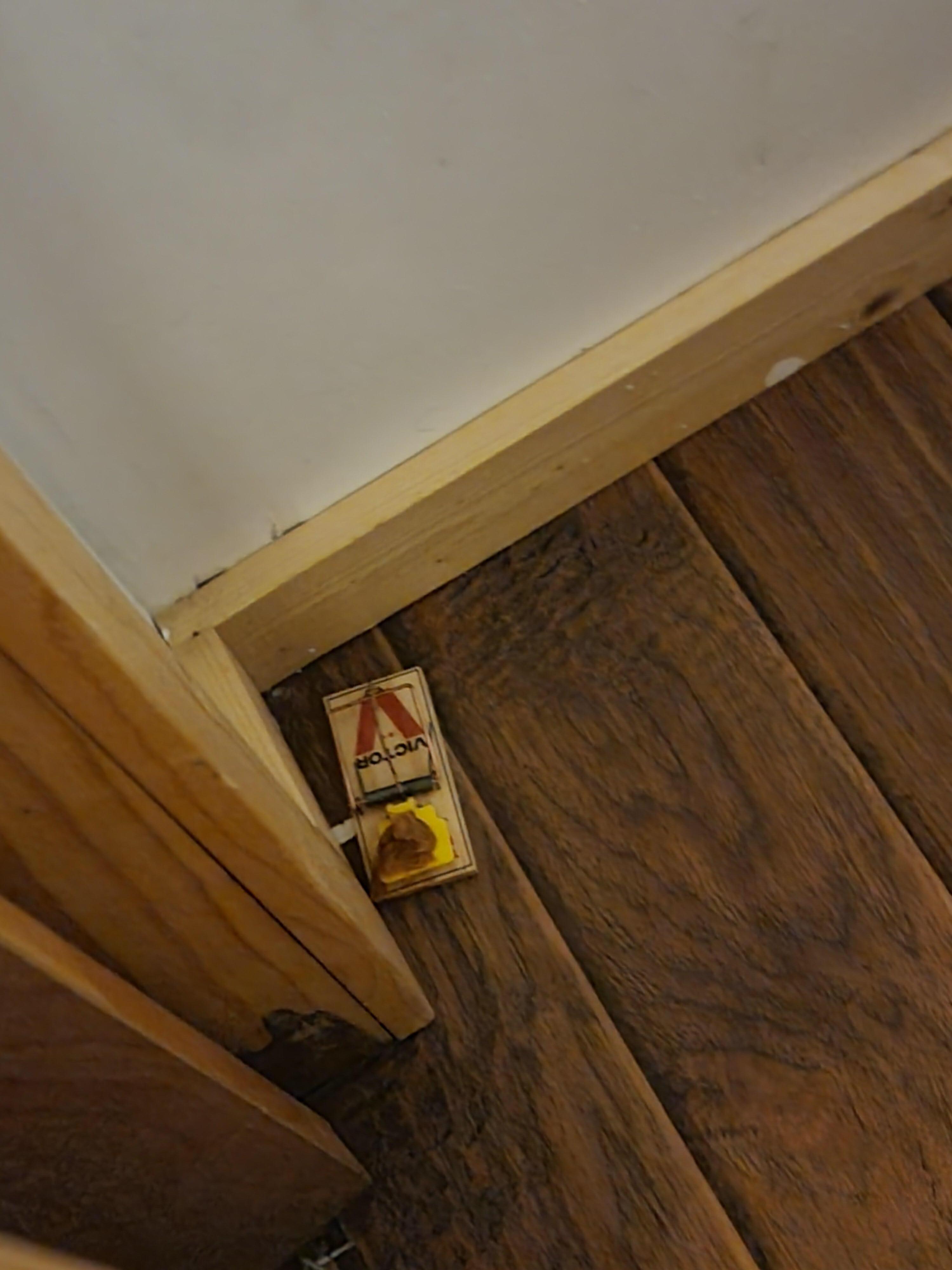 Visible mouse trap in another room closet 