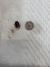 Roach in shower mat