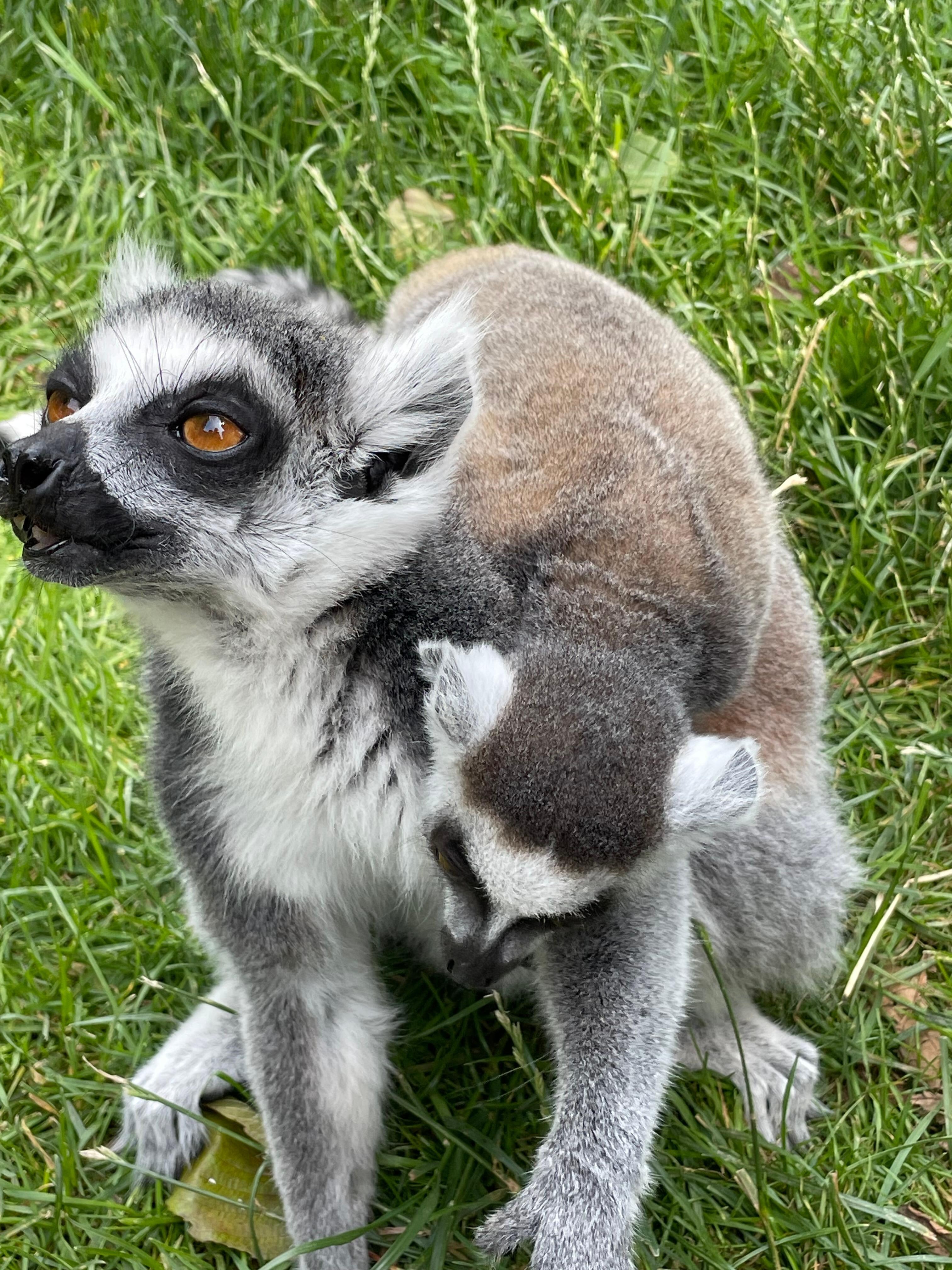 Lemuren in Tierpark Wismar.