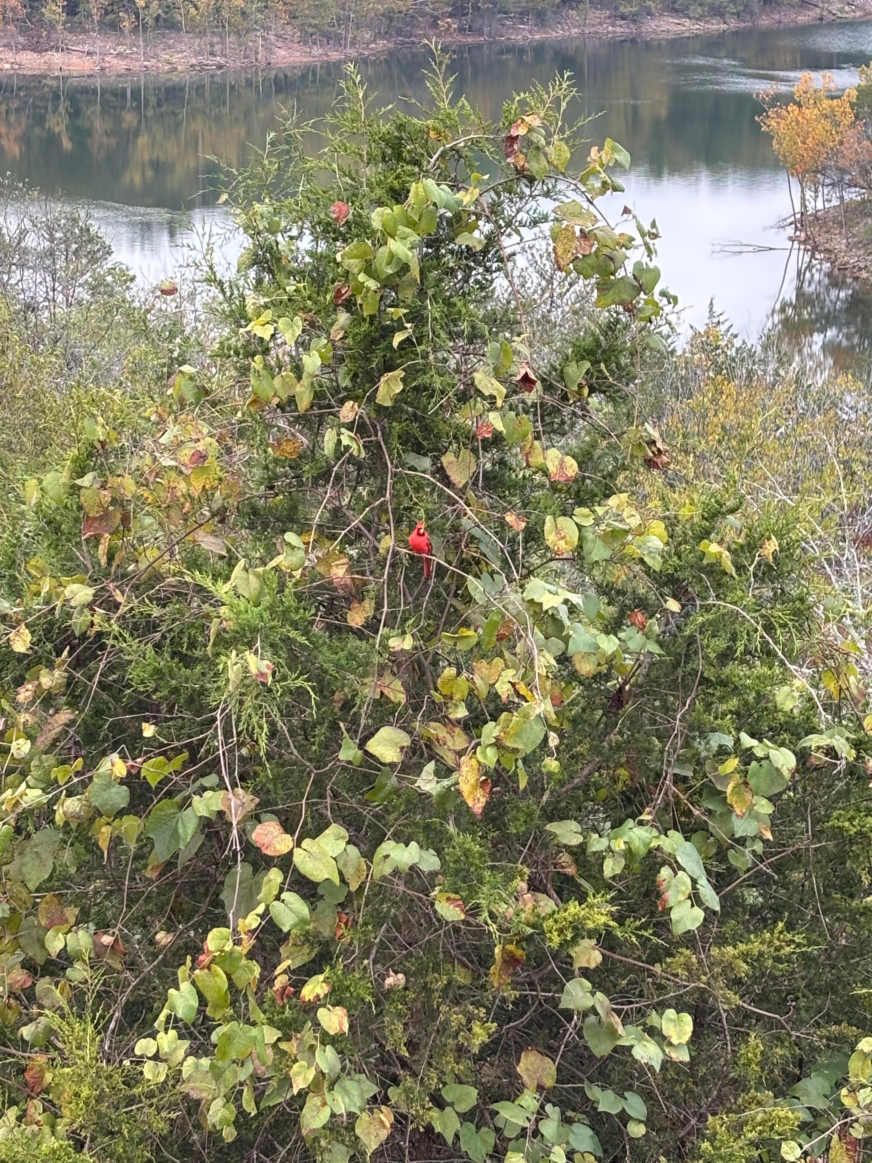 Good morning cardinal!