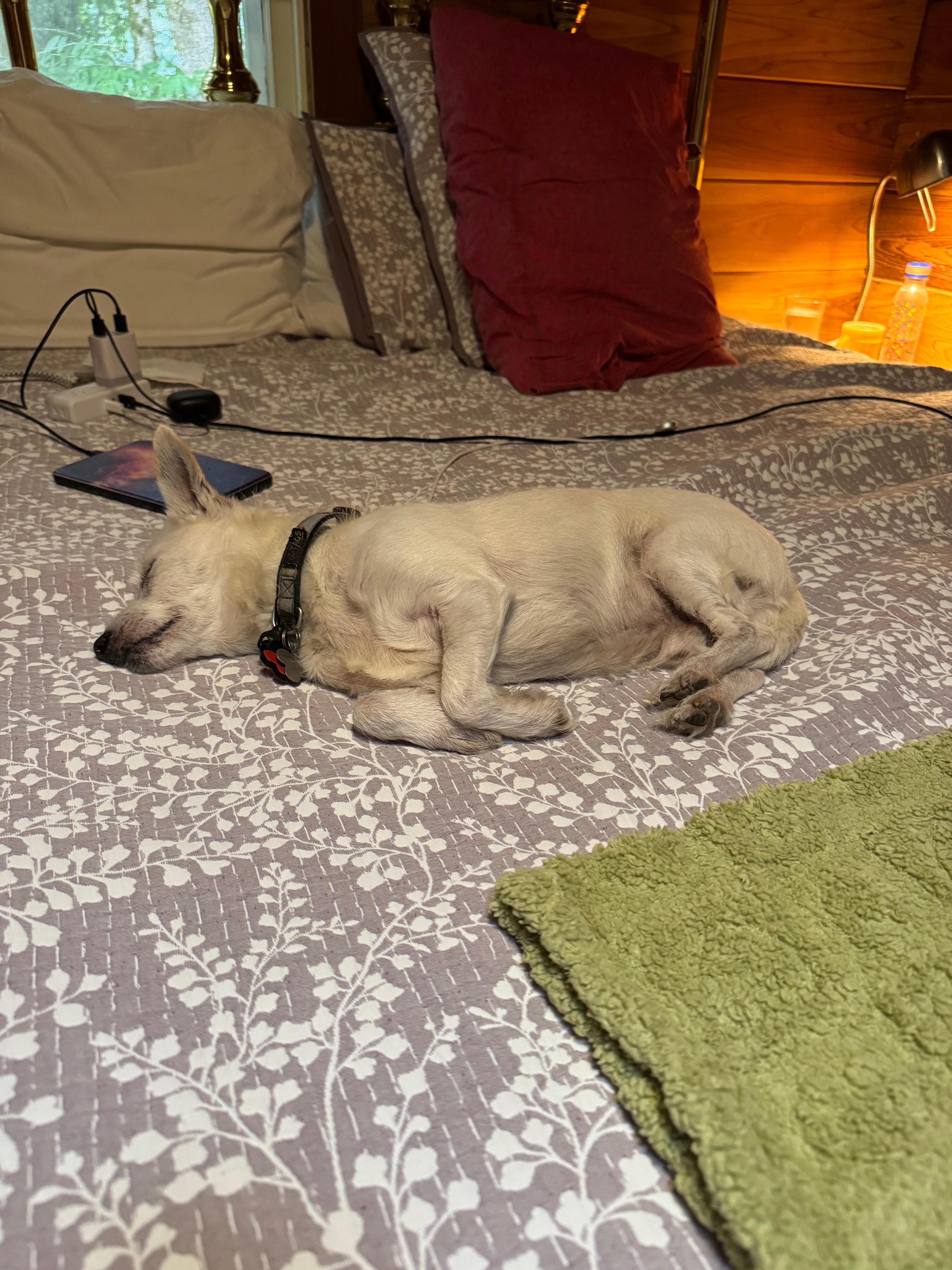 Comfy bed…for me too!